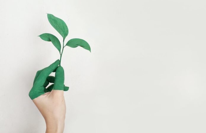 چگونه گیاهان سلولز ایجاد می‌کنند؟