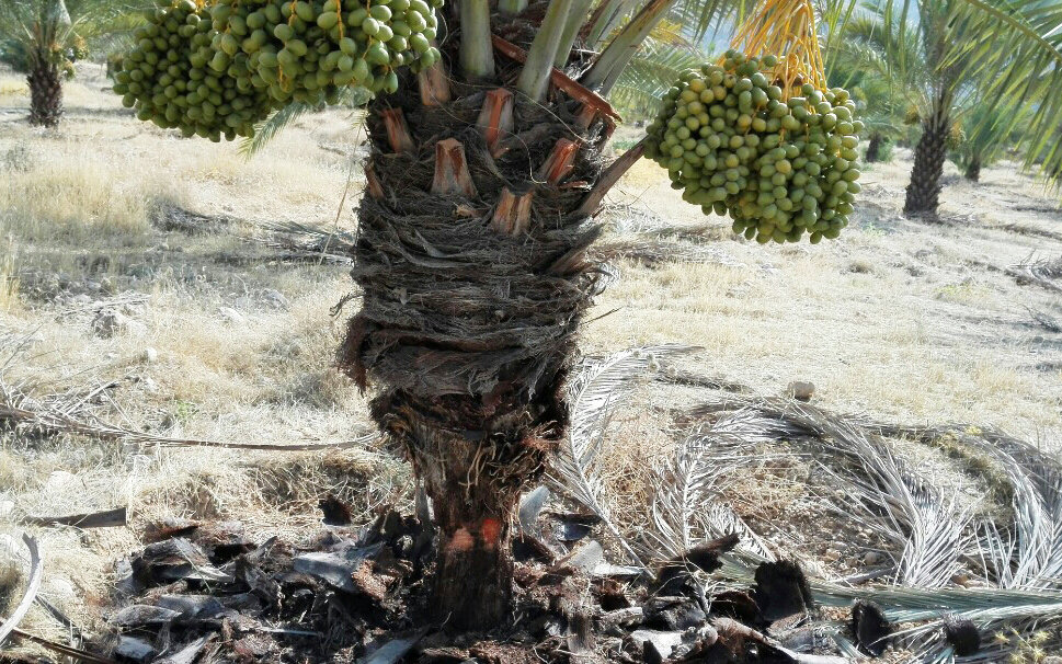 آنچه مرگ نخلستانهای بوشهر را رقم می زند آنچه مرگ نخلستانهای بوشهر را رقم می زند