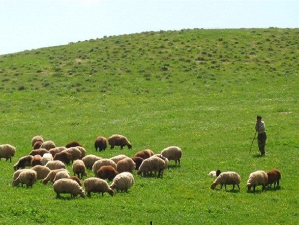 پروانه های چرای دام تا پایان سال ۱۴۰۰ منجر به طرح اجرایی شود