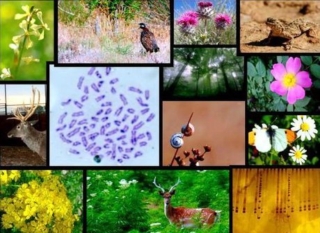 تنوع‌زیستی با سرعت بی‌سابقه‌ای در حال زوال است