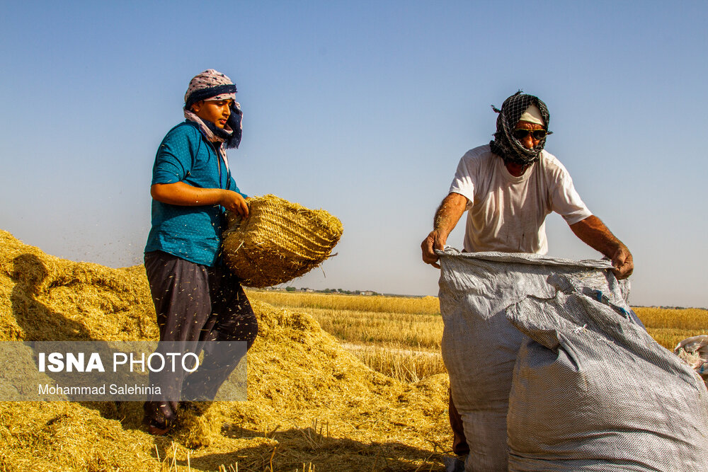 نرخ درخواستی گندم کاران برای سال آینده