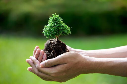 گسترش زیست بوم برای مقابله با آلودگی هوا