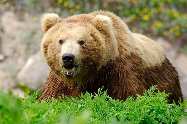 راهکارهایی برای جلوگیری از آسیب خرس‌های قهوه ای به کشاورزان