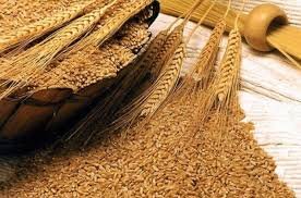 “آفتاب”؛ مناسب کاشت در مناطق گرمسیر و نیمه گرمسیر دیم