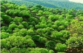 وابستگی معیشت ۲۵ درصد جمعیت جهان به تولیدات جنگلی