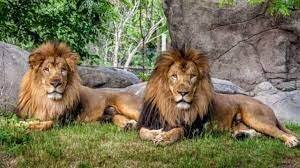 ابتلای ۸ قلاده شیر آسیایی به کرونا در هند