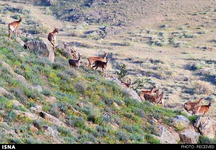 رشد ۱۵ درصدی جمعیت پستانداران بزرگ‌جثه/ حیات دوباره ۱۰ جانور وحشی
