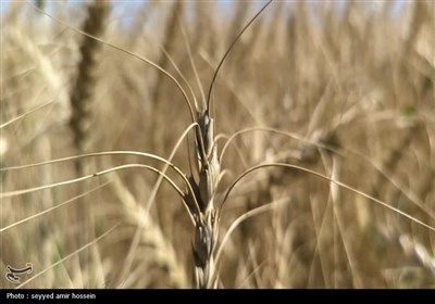 ارقام جدید گندم نان برای مناطق سردسیر رونمایی شد