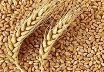 هسته‌ای در کشاورزی ــ 32 | بهبود پروتئین گندم و جو، با فناوری هسته‌ای