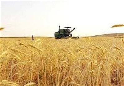 قیمت خرید تضمینی گندم نباید زیر 30 هزار تومان باشد