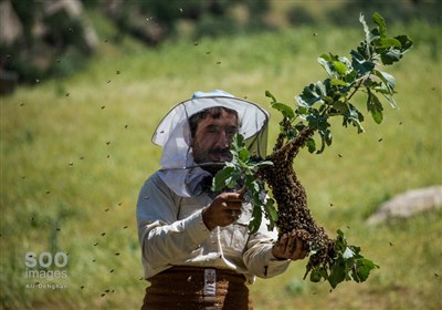 تنها پنج درصد از محصولات کشاورزی ایران ارگانیک است