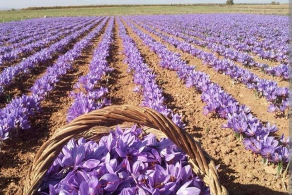 و ناگهان، زعفران…| درباره یک اتفاق مبارک در حوالی مبارکه و ناگهان، زعفران…| درباره یک اتفاق مبارک در حوالی مبارکه